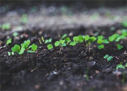 土壤和沉積物 苯氧羧酸類農(nóng)藥的測定 高效液相色譜法
