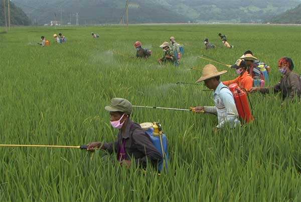 固體廢物 有機(jī)磷類(lèi)和擬除蟲(chóng)菊酯類(lèi)等 47 種農(nóng)藥的測(cè)定 氣相色譜-質(zhì)譜法